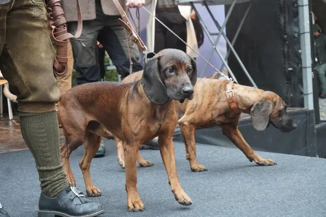 Die Jagdhunde waren wie immer die Stars des Tages.  | Foto: AMG