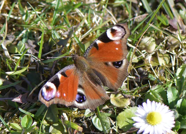 Tagpfauenauge
