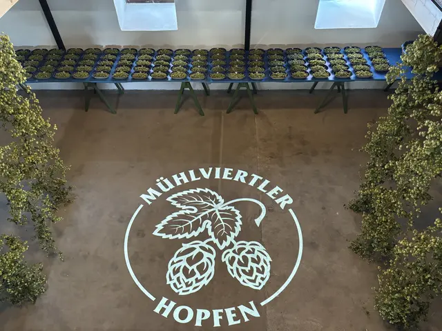 Im "Keller" fand heuer erstmals die Hopfenbonitierung statt.  | Foto: Karin Bayr
