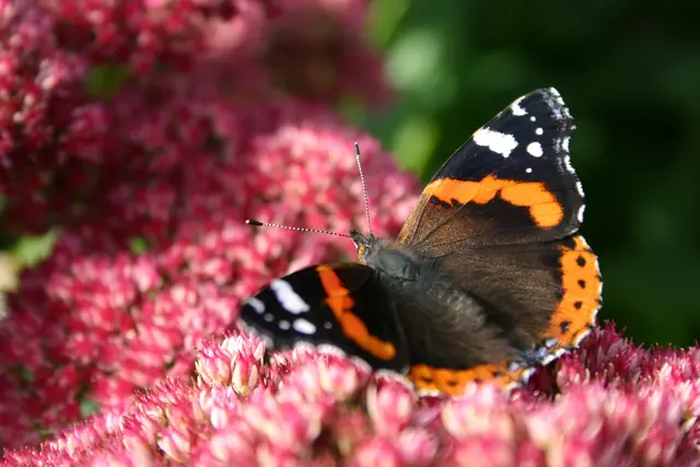 Die Blütenpracht im Herbst erfreut Gärtner und nützliche Insekten in unserer Region.
 | Foto: Joachim Brocks/Natur im Garten