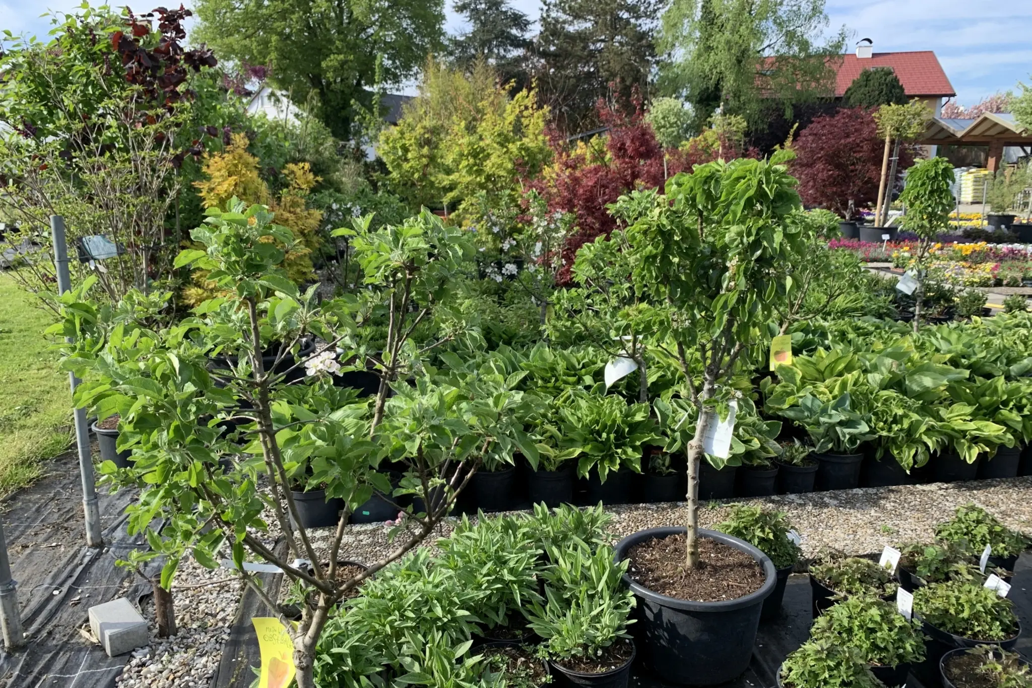 For even more greenery in the city: The municipality of Braunau promotes ...