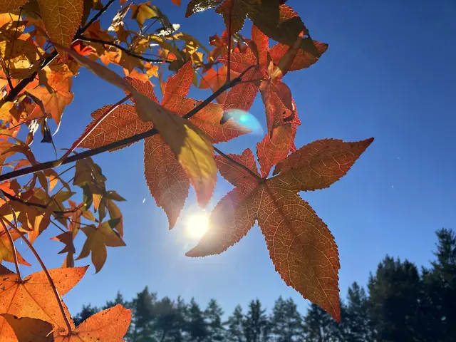 Überwiegend freundliches Herbstwetter in den kommenden Tagen im Burgenland (Symbolbild)  | Foto: Karl Maderbacher