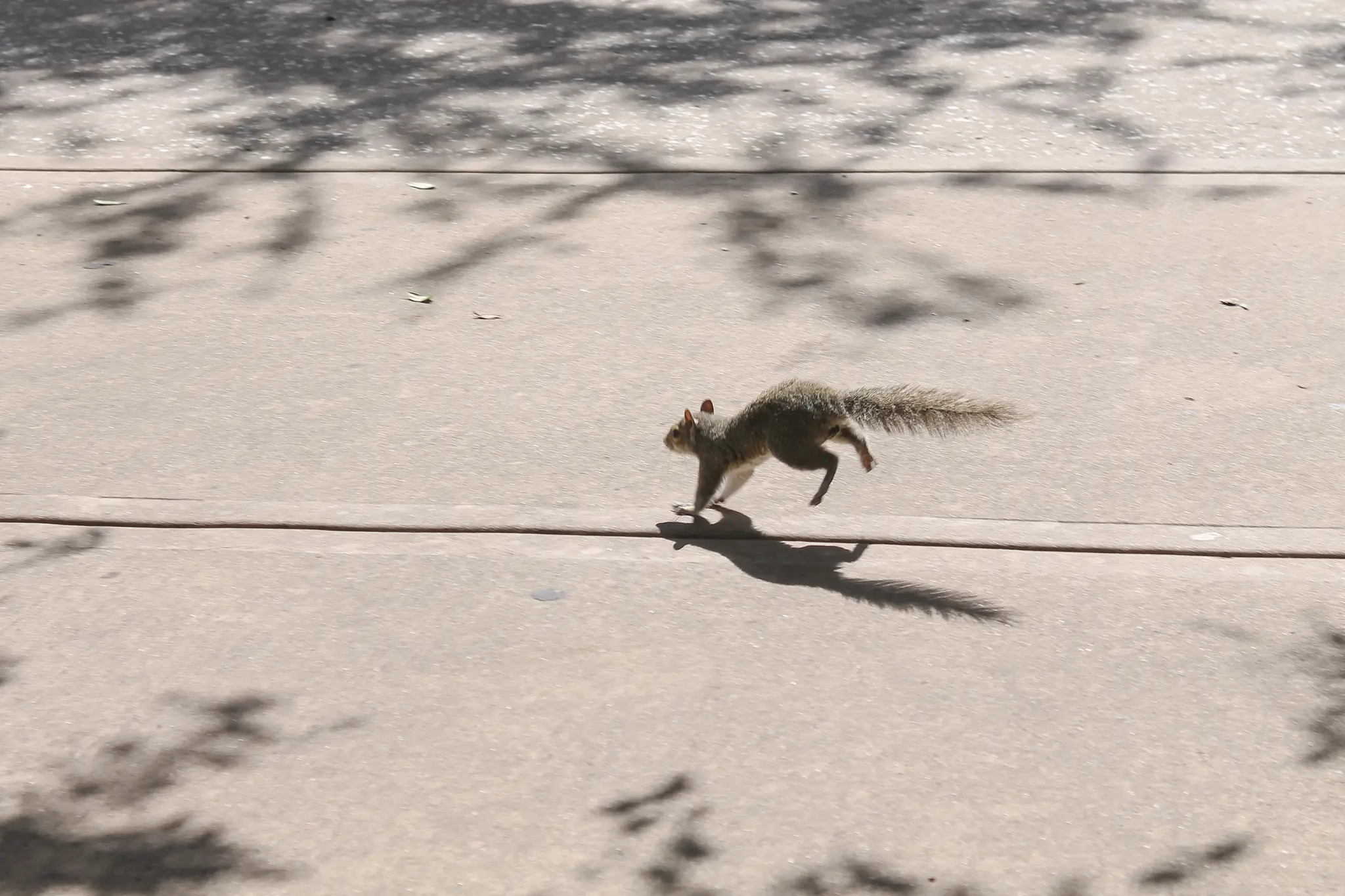 19-year-old flown to hospital: Squirrel caused motorcycle accident - | ...