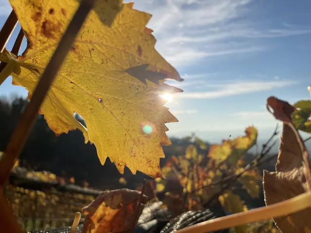 Nach einem teils noch trüben Wochenstart setzt sich in der Steiermark zunehmend freundliches Herbstwetter durch.  | Foto: MeinBezirk/Sarah Konrad