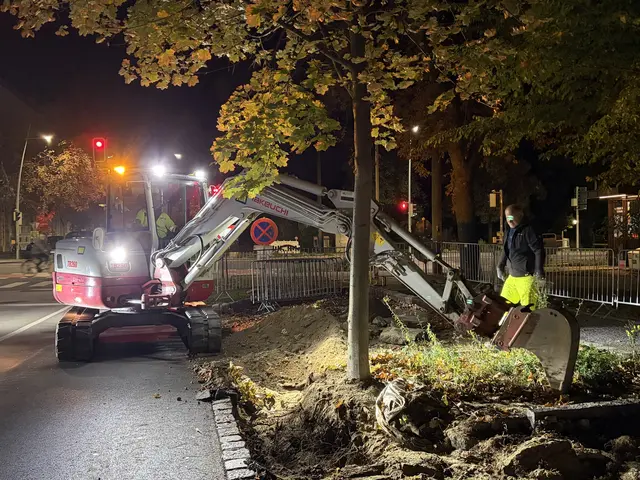 Ein Ahornbaum, der nach der Verbreitung der Fahrbahnen in den Verkehrsraum geragt hatte, wurde gerettet. Mitarbeiter:innen der Firma Porr und des Stadtgartenamts gruben ihn fachgerecht aus und brachten ihn anschließend zu seinem neuen Standort im Mitteraupark. | Foto: Stadt Krems