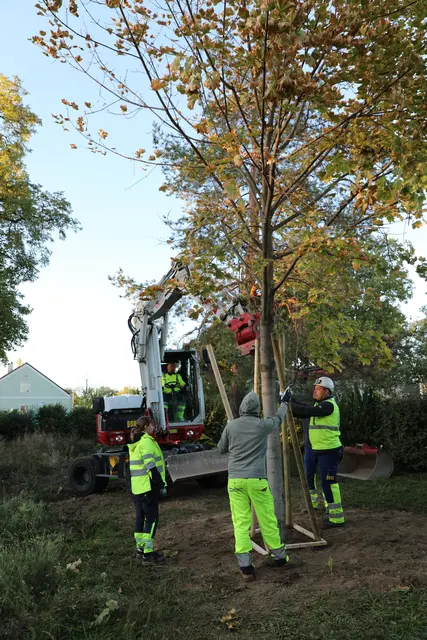 Der gerettete Ahornbaum aus der Utzstraße fand im Mitteraupark ein neues Zuhause. | Foto: Stadt Krems