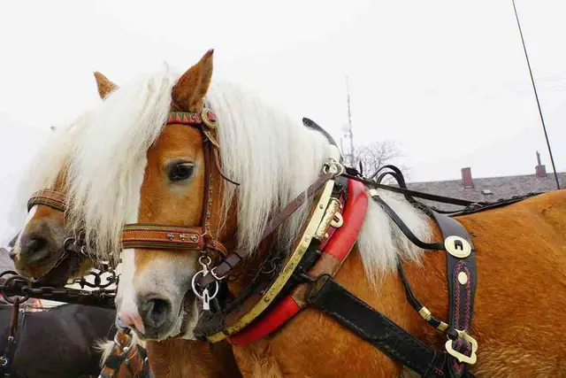 Foto: Rudi Reitböck
