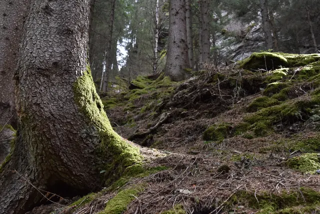 (Symbolfoto) Wald, Klima, Natur, Umwelt. | Foto: pjw