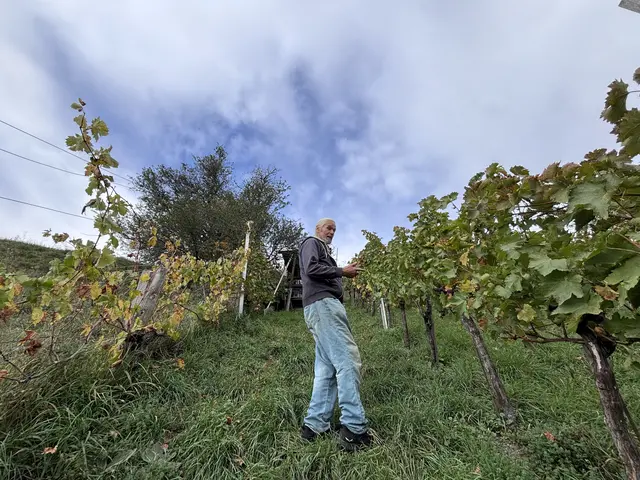 Auf rund 1.800 Quadratmetern bauen André und Hannelore Steixner im Pfarrtal ihren eigenen Tiroler Wein an. | Foto: Steixner/Kendlbacher