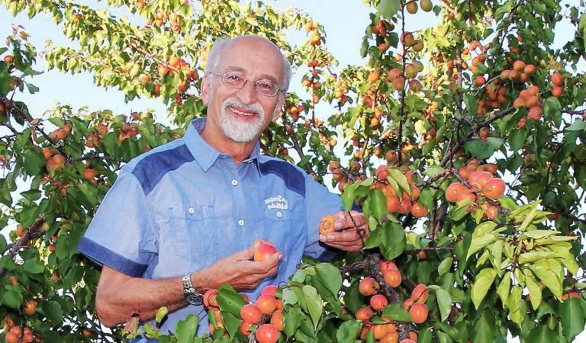 Josef Mayr: Marillenexperte hält Vortrag im Gasthof Blumauer in Rainbach - ...