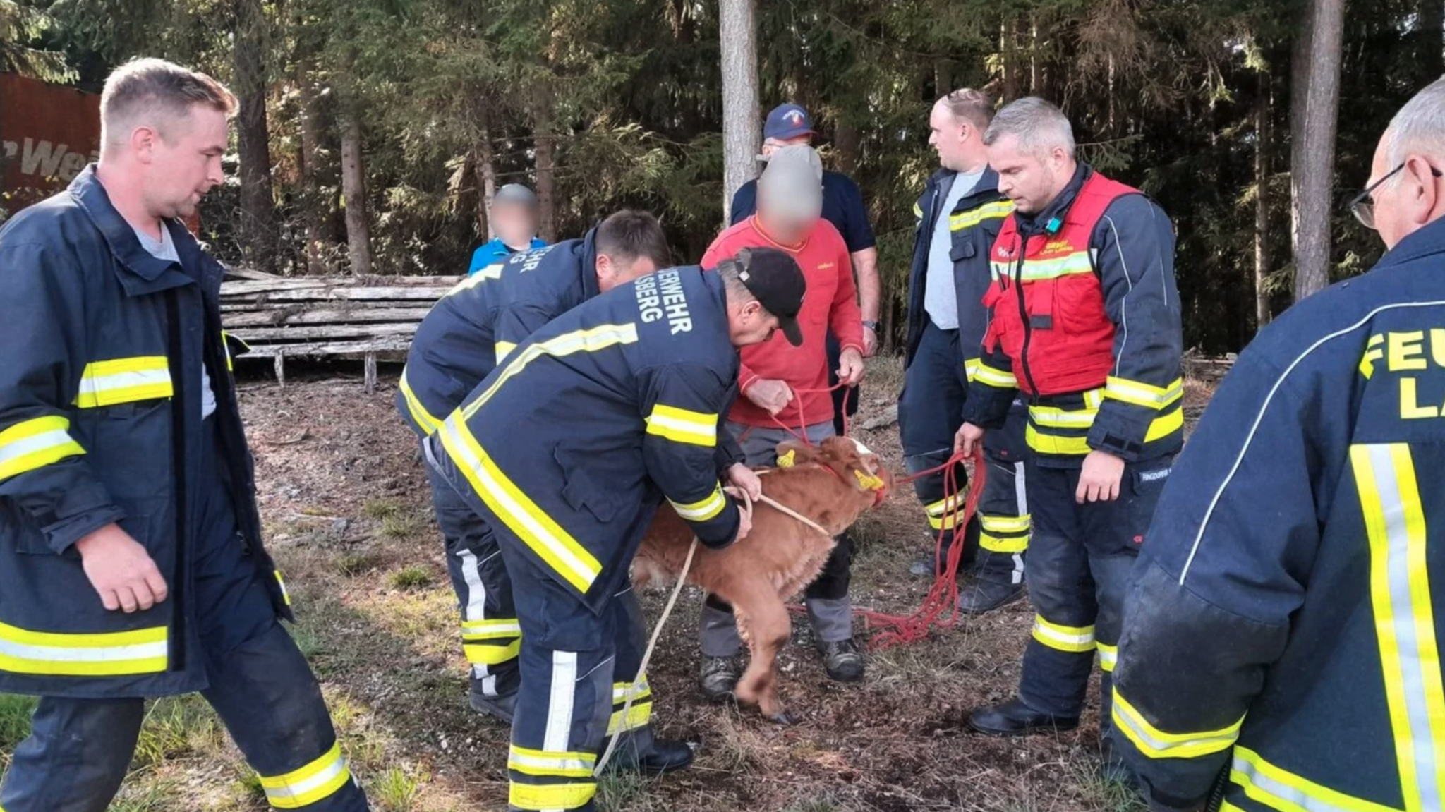 Happy End in Paben: Feuerwehr Lasberg konnte entlaufenes Kalb einfangen - ...