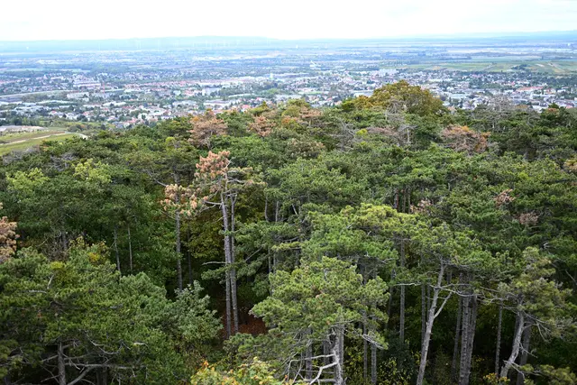 Von der Theresienwarte reicht der Blick über die Baumwipfel hinweg weit über die Ebene rund um Baden.