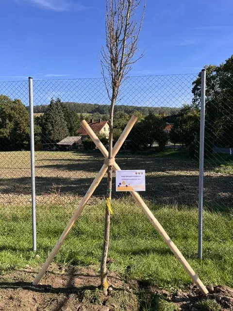 Der ARBÖ Niederösterreich hat der Mittelschule Laabental einen Baum gespendet. | Foto: MS Laabental