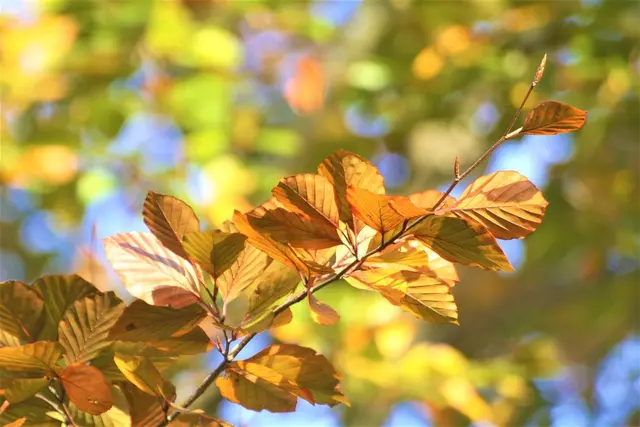 Der Herbst zeigt sich von seiner schönsten Seite. Viel Sonne mit Temperaturen bis zu 18 Grad erwartet Burgenländerinnen und Burgenländer in den nächsten Tagen.  | Foto: Pixabay
