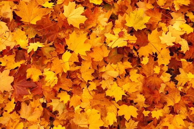 Im Herbst heißt es, die eigenen Abwehrkräfte zu stärken. | Foto: Symbolbild Pixabay