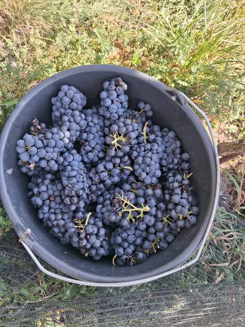 Weinlese in Aldrans: Mit der heurige Ernte sind die Steixners zufrieden. | Foto: Steixner/Kendlbacher