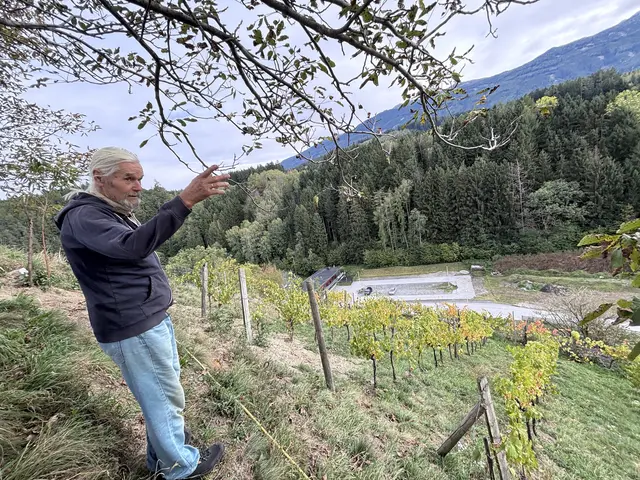 Zwischen den Reben im Pfarrtal widmen sich André Steixner und seine Frau Hannelore dem Weinbau. | Foto: Steixner/Kendlbacher