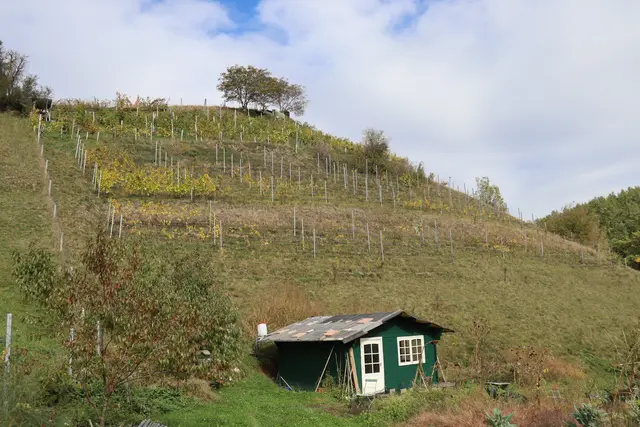 Neben Wein wachsen auf dem sonnigen Hang in Aldrans auch Beeren, Pfirsiche und Edelkastanien. Ihre Weine „Viggarblick“ und „Pfarrtaler“ verkaufen die Steixners direkt ab Hof.