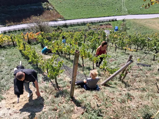 Bei der Weinlese packt immer die ganze Familie mit an.  | Foto: Steixner/Kendlbacher