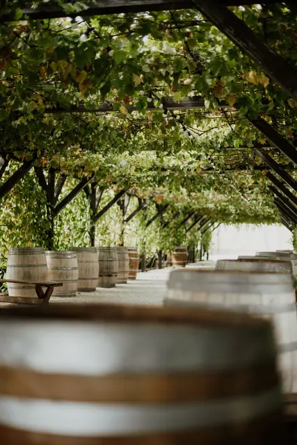 Unter dem Motto „Genussvolle Gelassenheit“ will das Weinviertel seine Besonderheiten künftig noch stärker präsentieren. (Symbolfoto)  | Foto: pexels / dumitru bumbu