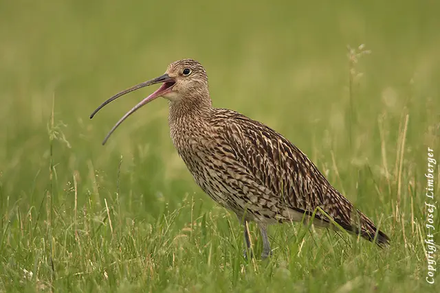 Brachvogel | Foto: Limberger/BirdLife Österreich