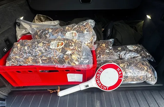 Getrocknete Pilze aus der zuletzt in Maria Saal erfolgten Amtshandlung. Bei dieser wurden rund 6,5 Kilogramm sichergestellt. | Foto: Bergwacht Kärnten