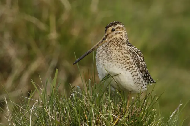 Um die Bekassine zu schützen, wurde das Projekt "Rettungsinsel Ibmer Moor" ins Leben gerufen. | Foto: Michael Dvorak/BirdLife