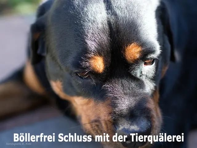 Böllerfrei Schluss mit der Tierquälerei
