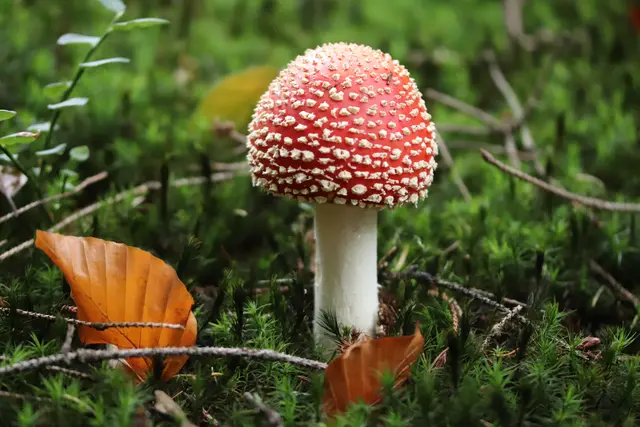 ...der giftige Fliegenpilz
 ist einfach der schönste Pilze im Wald, finde ich zumindest..