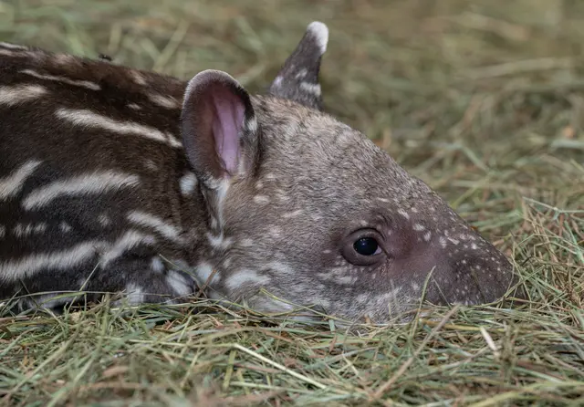 Mitte Oktober durfte sich der Zoo Schmiding in Krenglbach unverhofft über Zuwachs im Tapir-Gehege freuen: Der kleine Yaku ist wohlauf. | Foto: Zoo Schmiding/Sterns