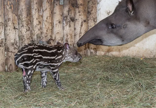 Foto: Zoo Schmiding/Sterns