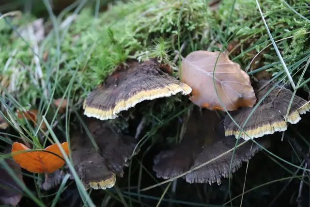 ....Baumpilze mit Herbst-Deko.