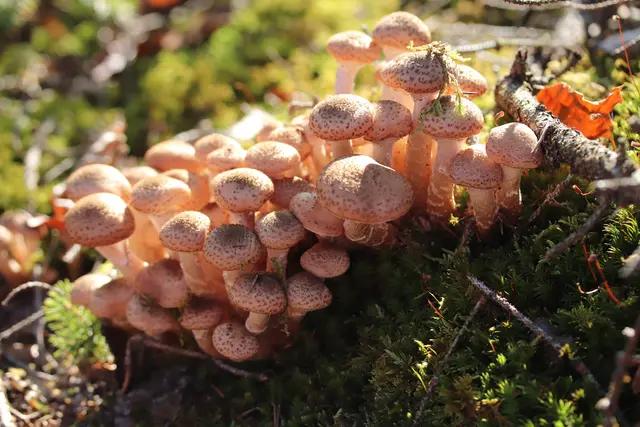 ...heuer finde ich tausende Hallimarsche im Wald, die ich sonnendurchflutet so schön finde.