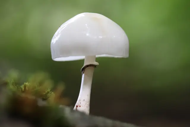 ... ein Buchen-Schleimrübling