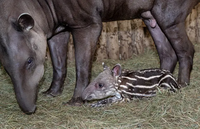 Foto: Zoo Schmiding/Sterns