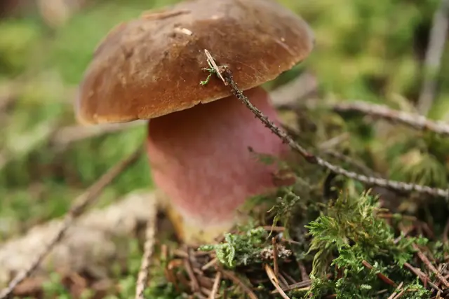 ...leider kein Steinpilz, ein Hexenröhrling