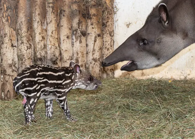 Foto: Zoo Schmiding/Sterns