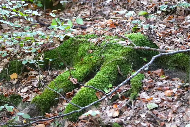 ....oh, liegt da vielleicht ein MOOS-MENSCH...🤭