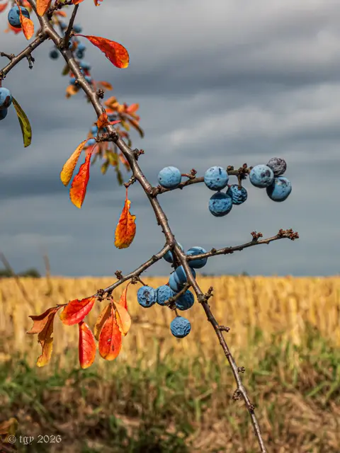 Das Wetter im Burgenland verspricht diese Woche einen Mix aus Nebel, Sonnenschein und Regen. | Foto: Gyula Terray