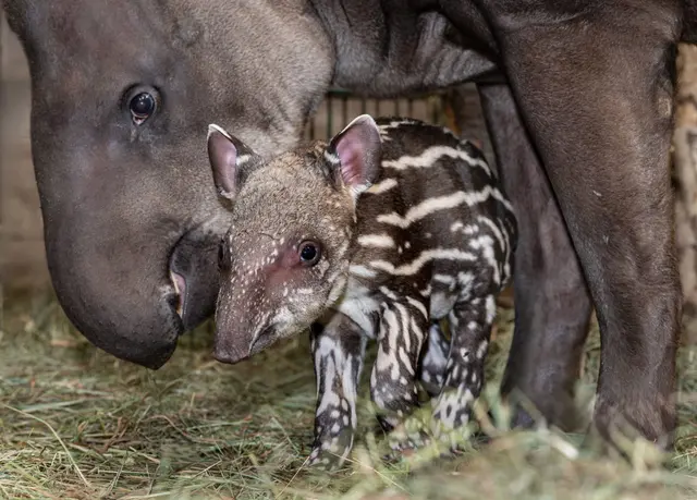 Mitte Oktober durfte sich der Zoo Schmiding in Krenglbach unverhofft über Zuwachs im Tapir-Gehege freuen: Der kleine Yaku ist wohlauf. | Foto: Zoo Schmiding/Sterns