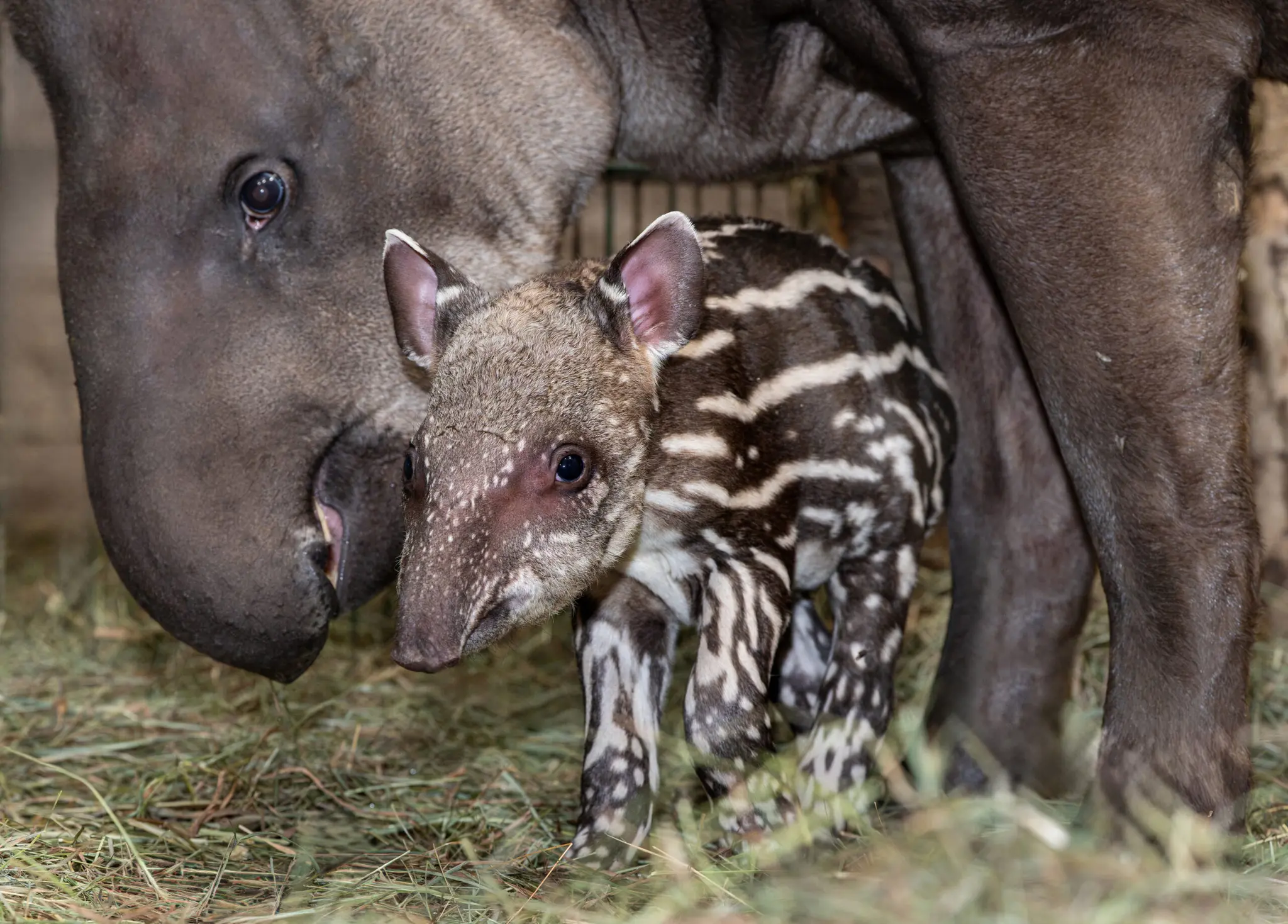 Suddenly Yaku was born in Kreglbach: Cute tapir baby born at Schmiding Zoo ...