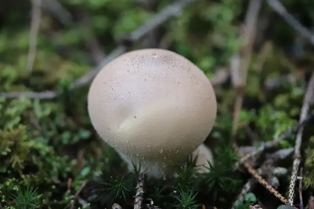 Flaschenstäubling