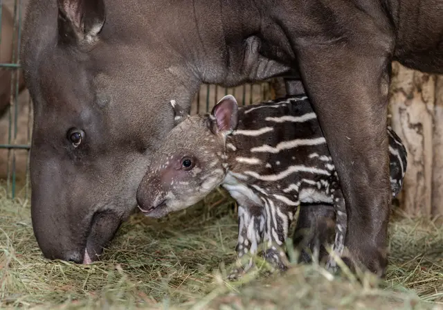 Foto: Zoo Schmiding/Sterns