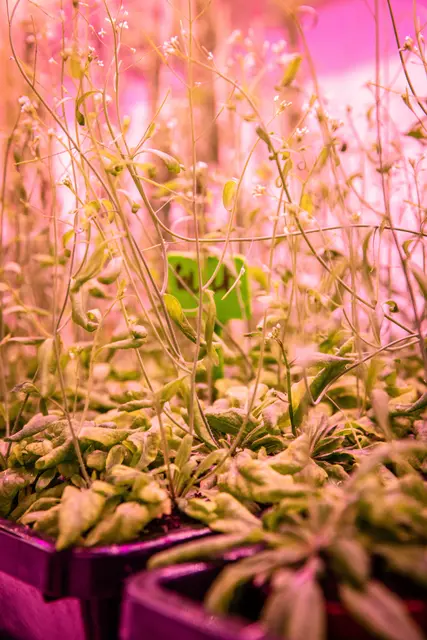 Die Versuchspflanze Ackerschmalwand im Pink Room der Plant Facility am ISTA. | Foto: Nadine Poncioni/ISTA