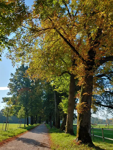 Hellbrunner Allee  | Foto: H.Bachinger