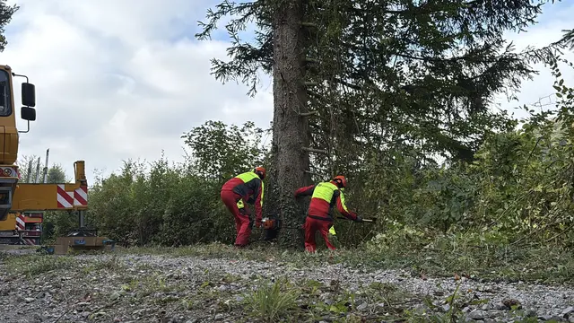 Vom niederösterreichischen Waldboden auf die große Bühne: Die 80 Jahre alte Fichte bekommt einen besonderen Platz in Wien. | Foto: Lina Chalusch