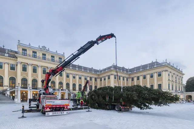 Die Fichte aus der Region Pressbaum bringt Weihnachtsstimmung in den Ehrenhof. | Foto: Martin Steiger
