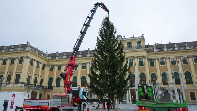Eine rund 80 Jahre alte und 22 Meter hohe Fichte aus dem Wienerwald wurde am 20. Oktober im Ehrenhof von Schloss Schönbrunn aufgestellt. | Foto: Andreas Pölzl/MeinBezirk