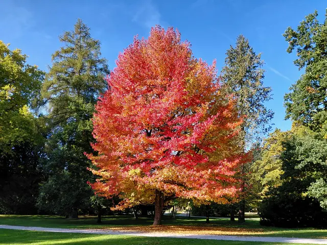 Hellbrunner Park  | Foto: H.Bachinger