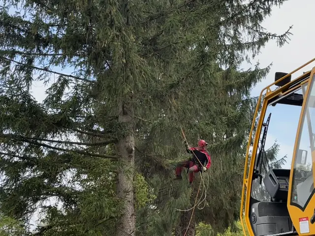 Präzisionsarbeit im Wald: Die mächtige Fichte wurde fachgerecht geerntet und für den Transport vorbereitet. | Foto: Lina Chalusch